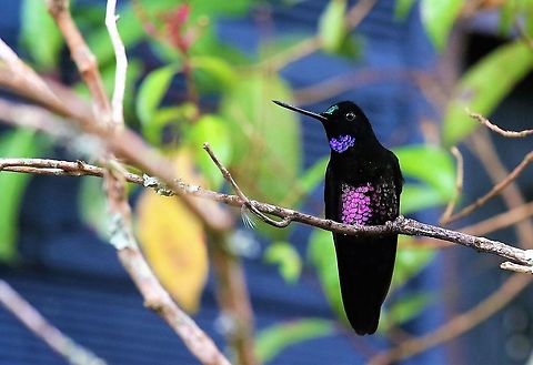 Blue-throated starfrontlet Seen at the Hummingbird Observatory Blue-throated starfrontlet,Coeligena helianthea,Hummingbird Observatory