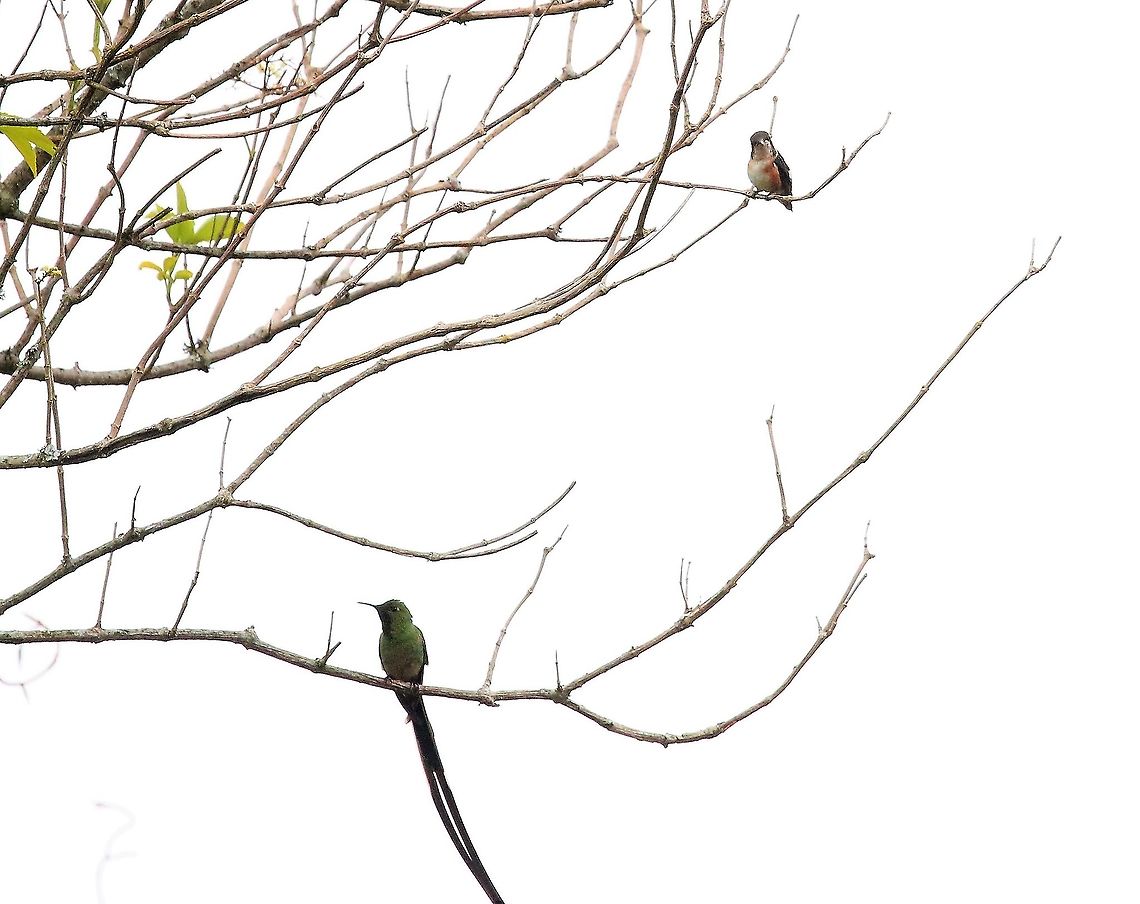 Black-tailed trainbearer Black-tailed Trainbearer with White-bellied Woodstar Black-tailed trainbearer,Hummingbird Observatory,Lesbia victoriae,White-bellied woodstar
