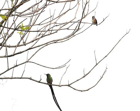 Black-tailed trainbearer Black-tailed Trainbearer with White-bellied Woodstar Black-tailed trainbearer,Hummingbird Observatory,Lesbia victoriae,White-bellied woodstar