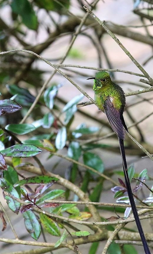 Black-tailed trainbearer At this wonderful site 18 kilometres from Bogota Black-tailed trainbearer,Hummingbird Observatory,Lesbia victoriae