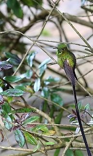 Black-tailed trainbearer At this wonderful site 18 kilometres from Bogota Black-tailed trainbearer,Hummingbird Observatory,Lesbia victoriae