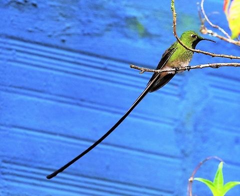 Black-tailed trainbearer Near Bogota at 3,000 metres Black-tailed trainbearer,Hummingbird Observatory,Lesbia victoriae