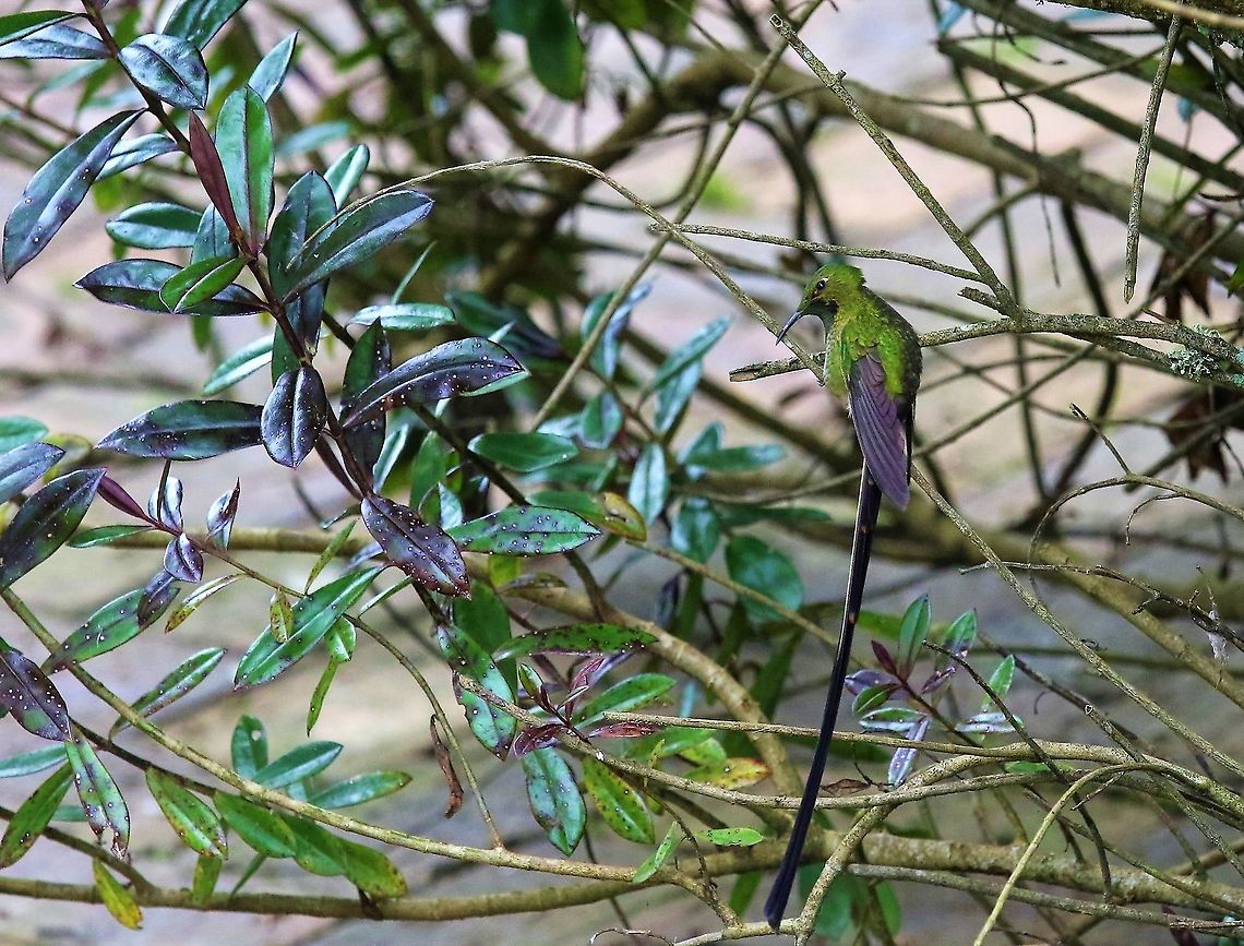 Black-tailed trainbearer Wonderful site near Bogota Black-tailed trainbearer,Hummingbird Observatory,Lesbia victoriae