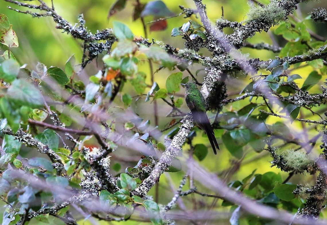 Black-tailed trainbearer Wonderful site to visit at 3,000 metres Black-tailed trainbearer,Hummingbird Observatory,Lesbia victoriae