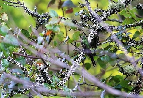 Black-tailed trainbearer Wonderful site to visit at 3,000 metres Black-tailed trainbearer,Hummingbird Observatory,Lesbia victoriae
