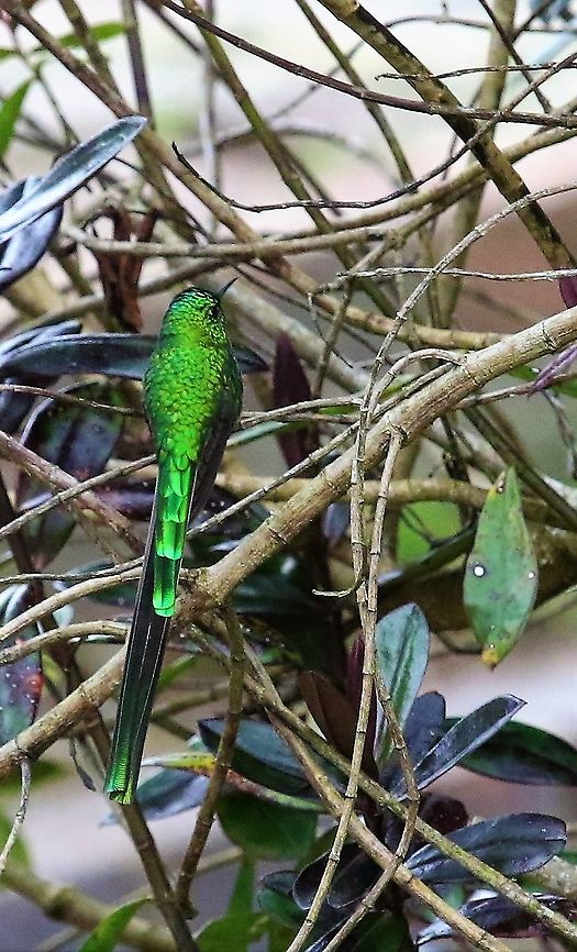 Green-tailed trainbearer Wonderful site at 3,000 metres close-by Bogota Green-tailed trainbearer,Hummingbird Observatory,Lesbia nuna