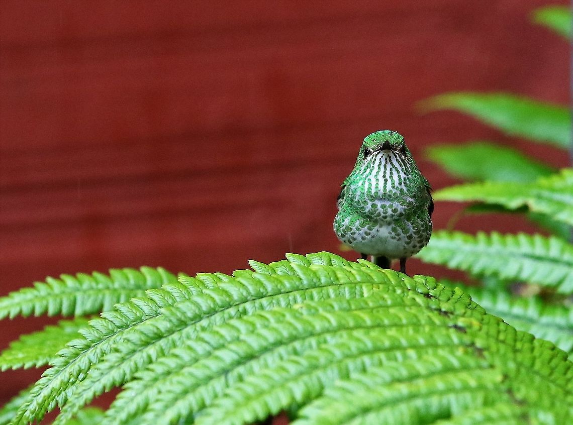 Green-tailed trainbearer At 3,000 metres 18 kms from Bogota Green-tailed trainbearer,Hummingbird Observatory,Lesbia nuna