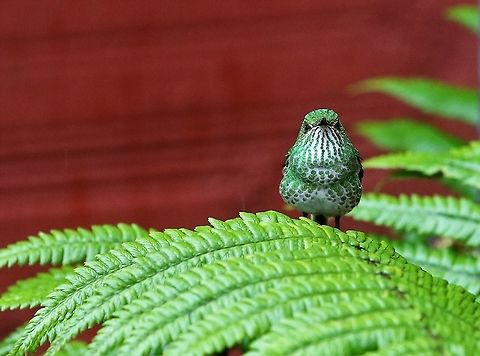 Green-tailed trainbearer At 3,000 metres 18 kms from Bogota Green-tailed trainbearer,Hummingbird Observatory,Lesbia nuna
