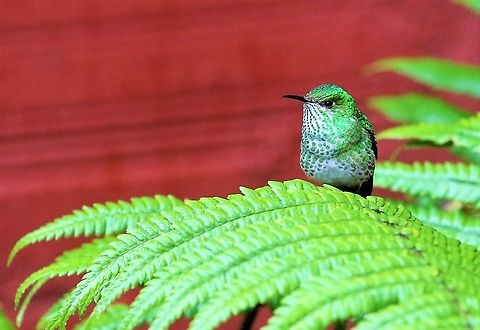 Green-tailed trainbearer At Hummingbird Observatory - Female Green-tailed trainbearer,Hummingbird Observatory,Lesbia nuna