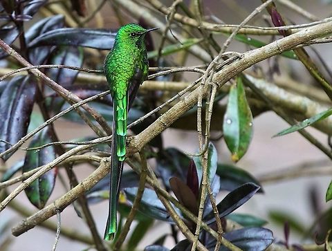 Green-tailed Trainbearer At 3,000 metres - Wonderful site 18 kilometres from Bogota Green-tailed trainbearer,Hummingbird Observatory,Lesbia nuna