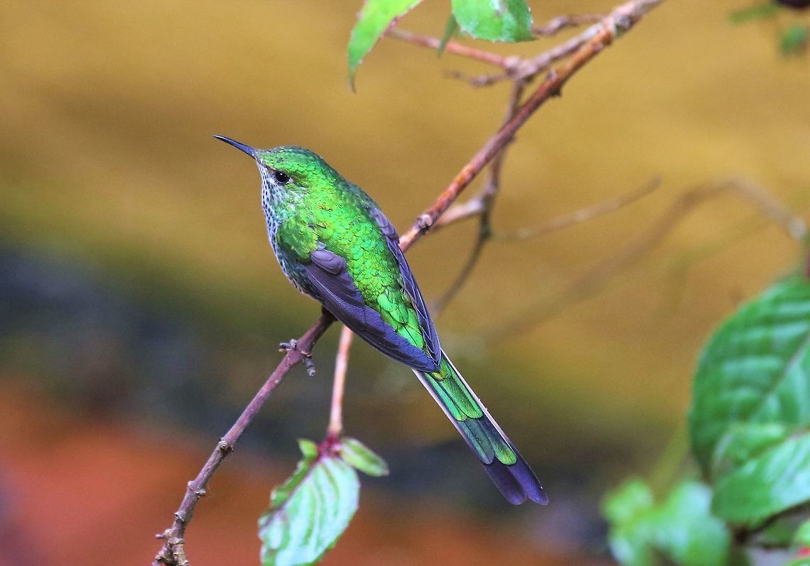 Green-tailed Trainbearer Female at Hummingbird Observatory Green-tailed trainbearer,Hummingbird Observatory,Lesbia nuna