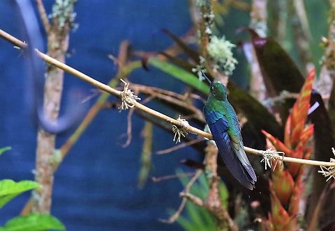Great Sapphirewing At 3,000 metres - Close-by Bogota Great sapphirewing,Hummingbird Observatory,Pterophanes cyanopterus