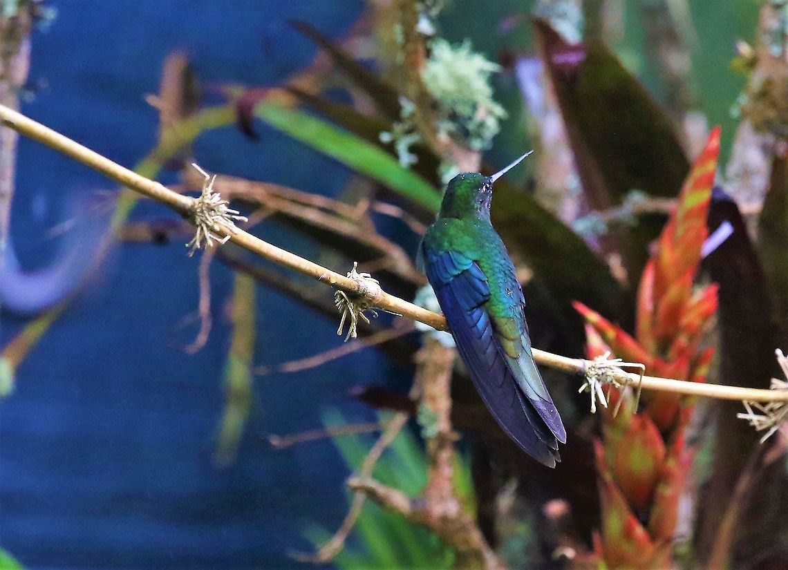 Great Sapphirewing At this wonderful site Great sapphirewing,Hummingbird Observatory,Pterophanes cyanopterus