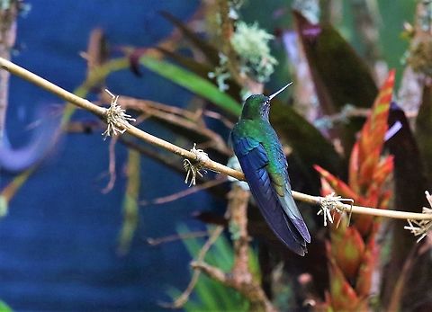 Great Sapphirewing At this wonderful site Great sapphirewing,Hummingbird Observatory,Pterophanes cyanopterus