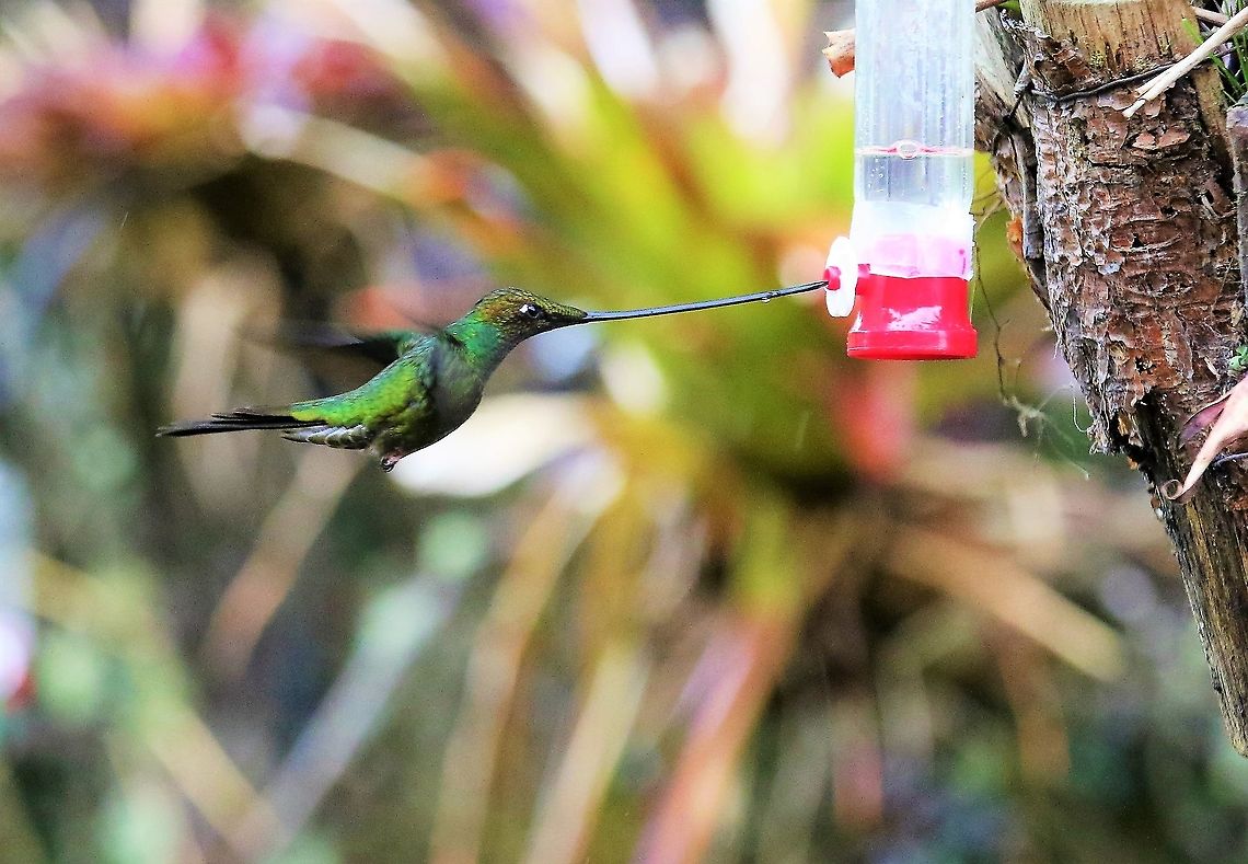 Sword-billed hummingbird A wonderful site for Hummingbirds Ensifera ensifera,Hummingbird Observatory,Sword-billed hummingbird