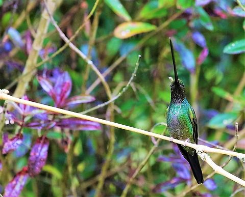 Sword-billed hummingbird 11 hummingbirds seen in a short period close-by Bogota  Ensifera ensifera,Hummingbird Observatory,Sword-billed hummingbird