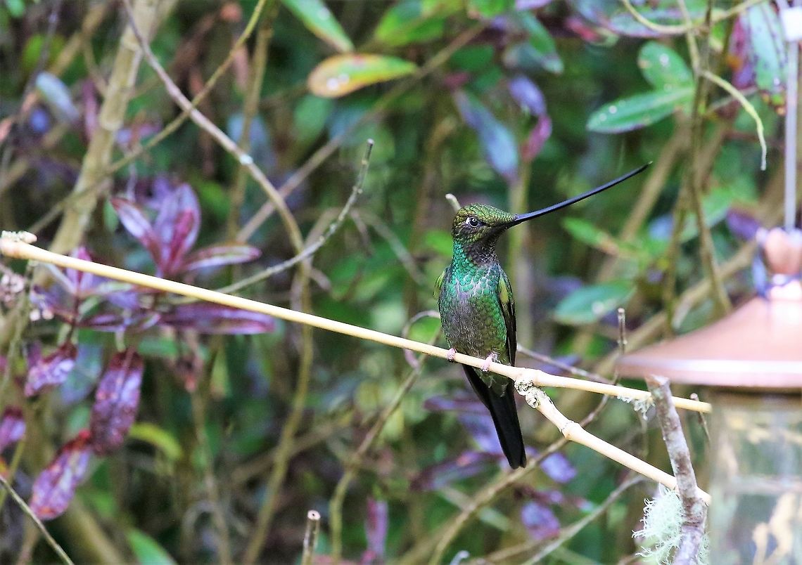 Sword-billed Humingbird At 3,000 metres, close-by Bogota Ensifera ensifera,Hummingbird Observatory,Sword-billed hummingbird