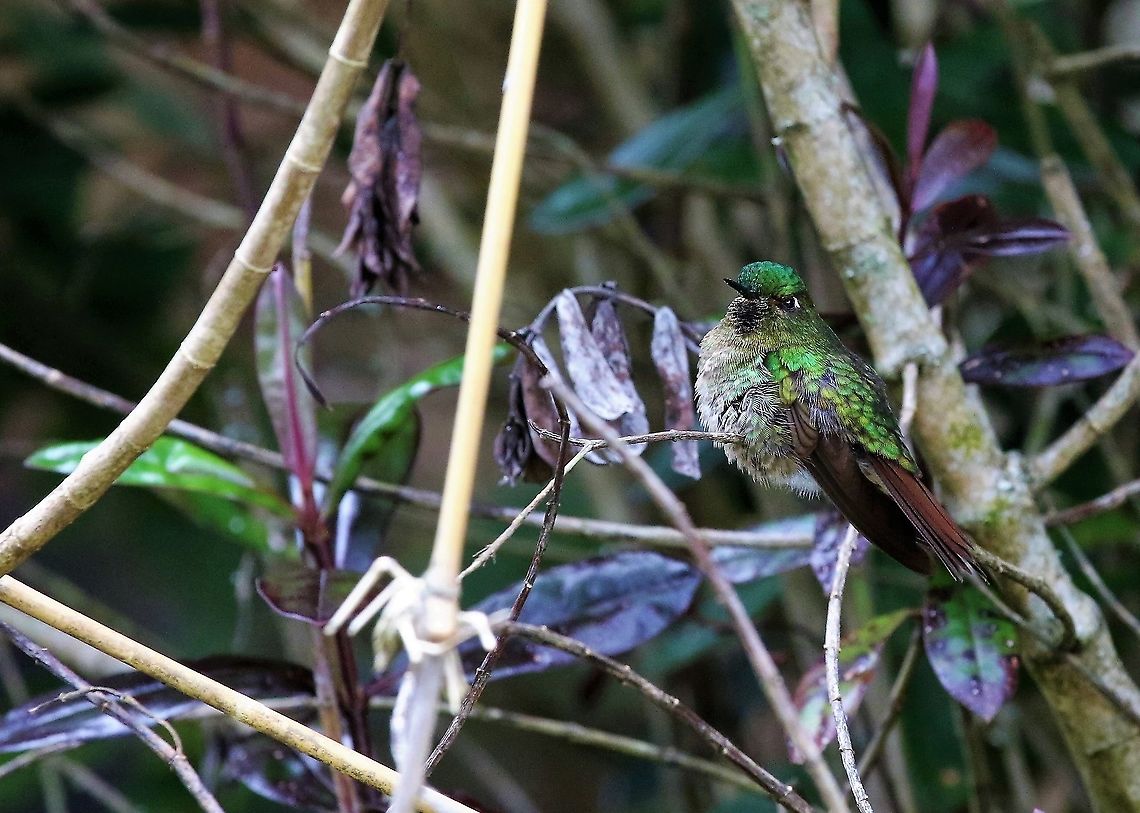 Tyrian metaltail At 3,000 metres - 18 kms from Bogota Hummingbird Observatory,Metallura tyrianthina,Tyrian metaltail