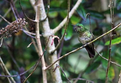 Tyrian metaltail A feisty hummingbird at 3,000 metres Hummingbird Observatory,Metallura tyrianthina,Tyrian metaltail