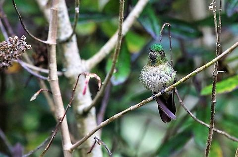 Tyrian metaltail Another delightful Hummingbird at this great site Hummingbird Observatory,Metallura tyrianthina,Tyrian metaltail