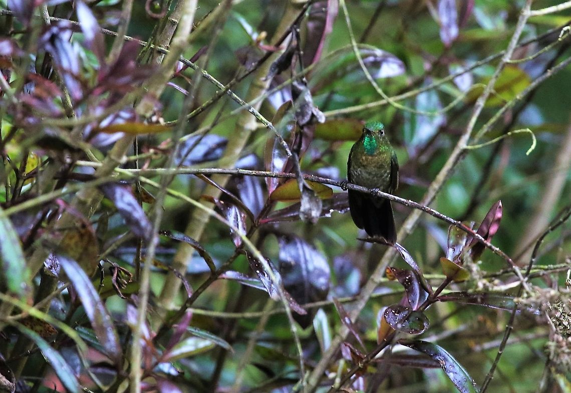 Tyrian metaltail Close-by Bogota a wonderful site, we had it to ourselves Hummingbird Ob,Metallura tyrianthina,Tyrian metaltail