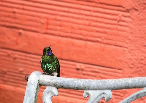 Glowing puffleg Wonderful site - accessible Eriocnemis vestita,Glowing puffleg,Hummingbird Observatory