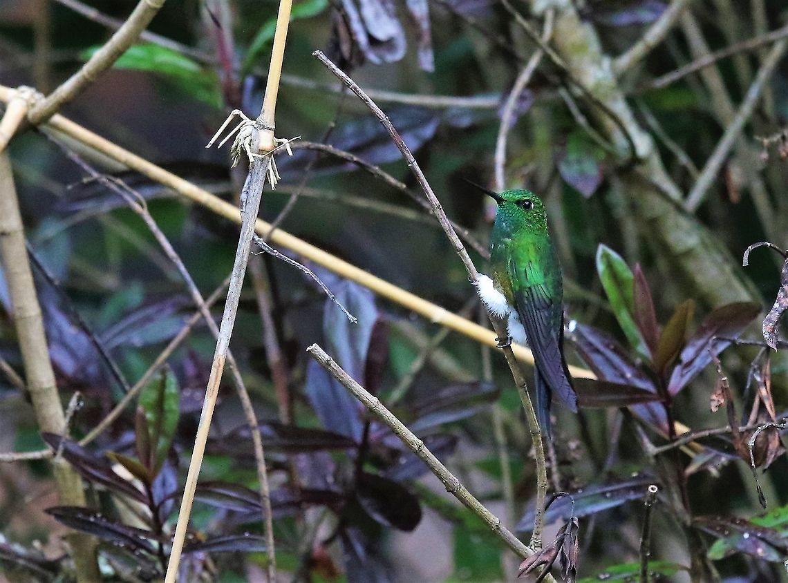 Glowing Puffleg 3,000 metres up 18 kms from Bogota Eriocnemis vestita,Glowing puffleg,Hummingbird Observatory
