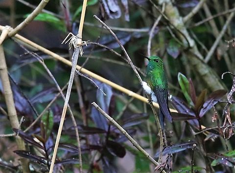Glowing Puffleg 3,000 metres up 18 kms from Bogota Eriocnemis vestita,Glowing puffleg,Hummingbird Observatory