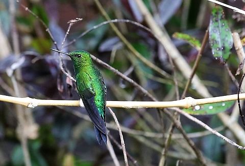 Glowing Puufleg At 3,000 metres, 18kms from Bogota Eriocnemis vestita,Glowing puffleg,Hummingbird Observatory