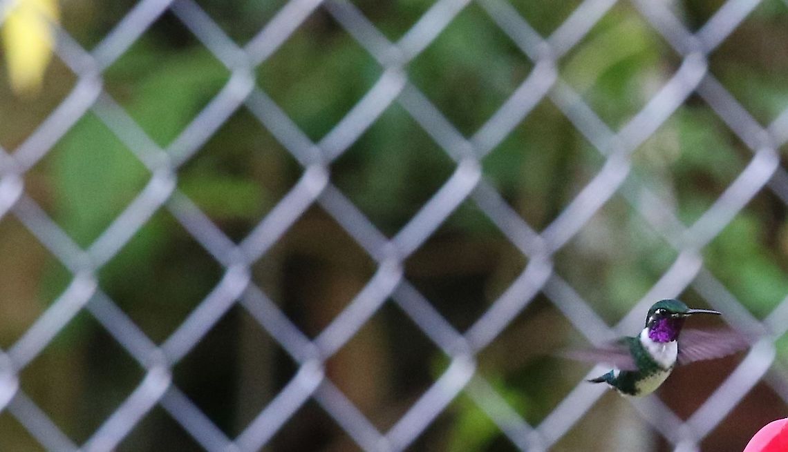 White-bellied woodstar Another little hummingbird here Chaetocercus mulsant,Hummingbird Observatory,White-bellied woodstar