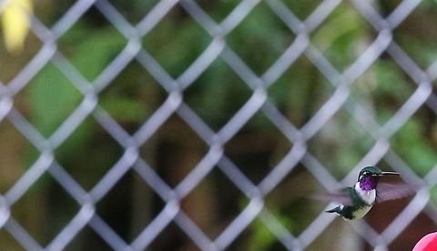 White-bellied woodstar Another little hummingbird here Chaetocercus mulsant,Hummingbird Observatory,White-bellied woodstar