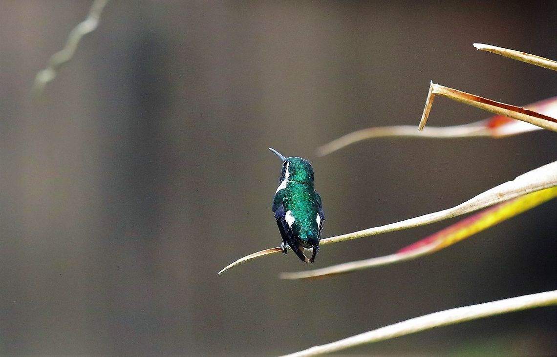 White-bellied woodstar At 3,000 metres Chaetocercus mulsant,Hummingbird Observatory,White-bellied woodstar