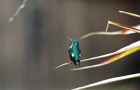 White-bellied woodstar At 3,000 metres Chaetocercus mulsant,Hummingbird Observatory,White-bellied woodstar
