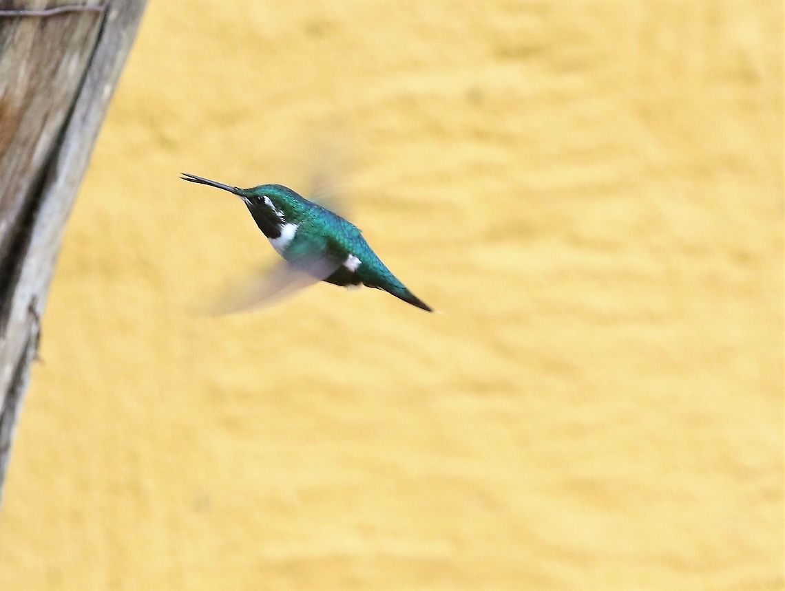 White-bellied Woodstar At Hummingbird Observatory Chaetocercus mulsant,Hummingbird observatory,White-bellied woodstar