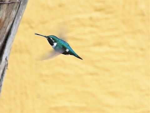 White-bellied Woodstar At Hummingbird Observatory Chaetocercus mulsant,Hummingbird observatory,White-bellied woodstar