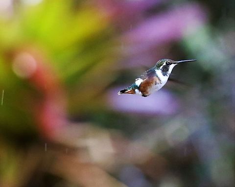 White-bellied woodstar 18 kms from Bogota Chaetocercus mulsant,Hummingbird Observatory,White-bellied woodstar