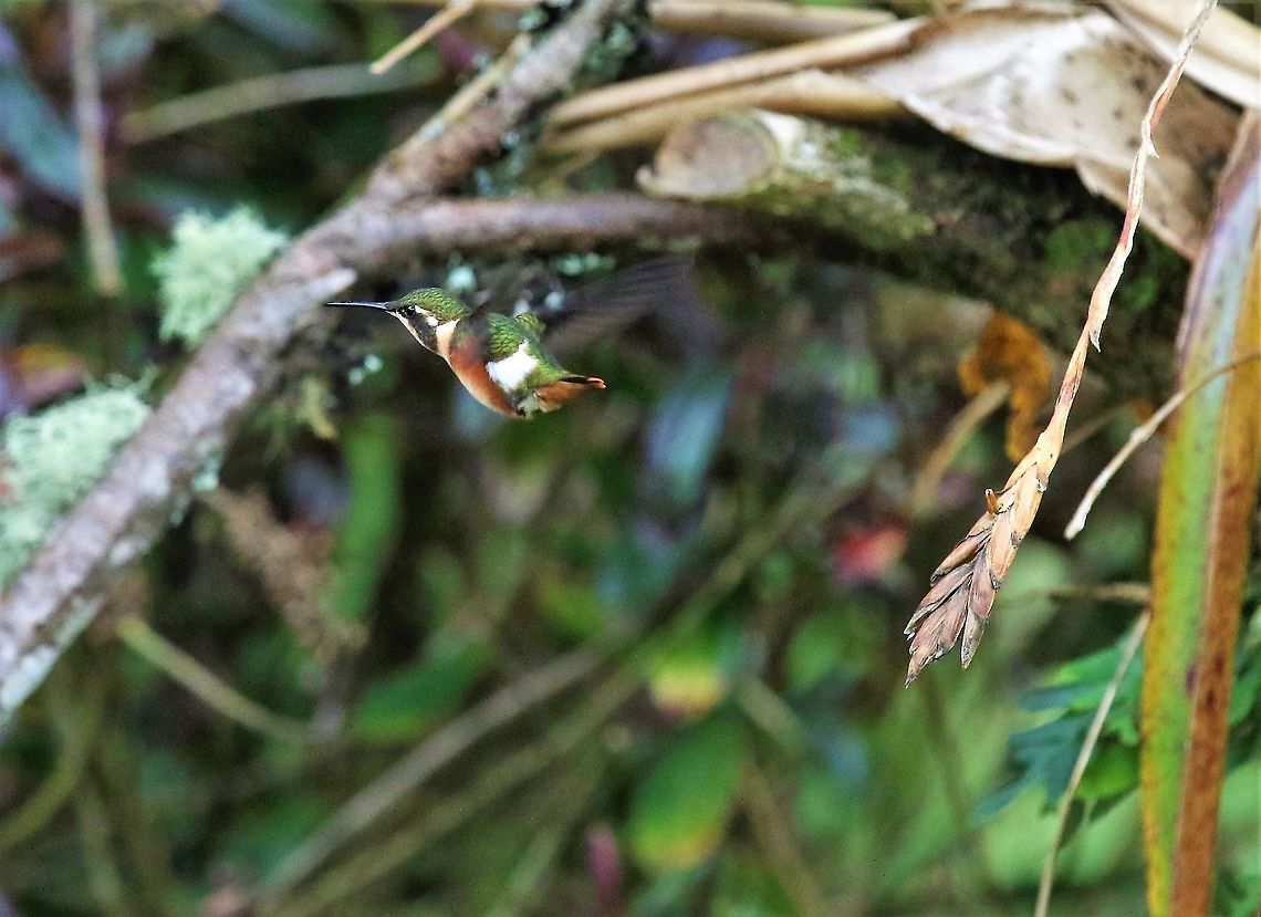 White-bellied woodstar About 2 hrs from Bogota Chaetocercus mulsant,Hummingbird Observatory,White-bellied woodstar