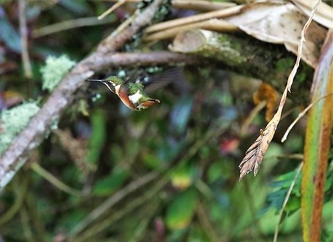 White-bellied woodstar About 2 hrs from Bogota Chaetocercus mulsant,Hummingbird Observatory,White-bellied woodstar