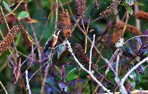 White-bellied Woodstar At 3,000 metres Chaetocercus mulsant,Hummingbird Observatory,White-bellied woodstar