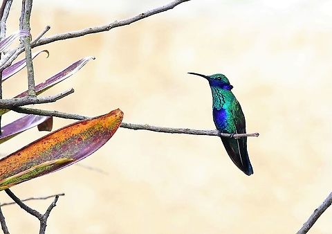 Sparkling Violetear At 3,000 metres 18 kms from Bogota Colibri coruscans,Hummingbird Observatory,Sparkling violetear