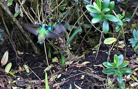 Green Violetears Feisty fly-off! Colibri thalassinus,Green violetear,Hummingbird Observatory