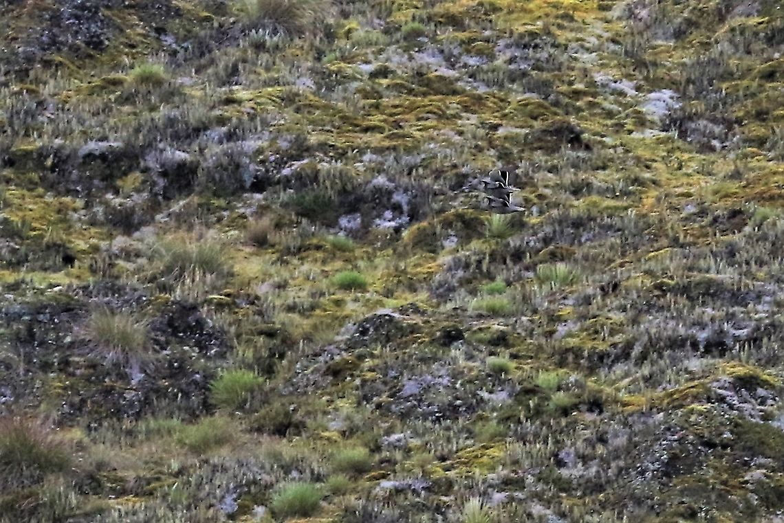 Andean Teal in flight In Flight, in the gloom Anas andium,Andean teal,Chingaza National Park,P&aacute;ramo