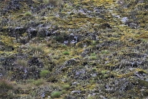 Andean Teal in flight In Flight, in the gloom Anas andium,Andean teal,Chingaza National Park,Páramo