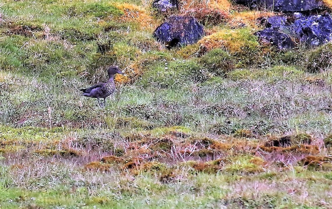Andean Teal The paramo, Chingaza National Park. Anas andium,Andean teal,Chingaza National Park,P&aacute;ramo