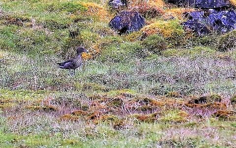 Andean Teal The paramo, Chingaza National Park. Anas andium,Andean teal,Chingaza National Park,Páramo