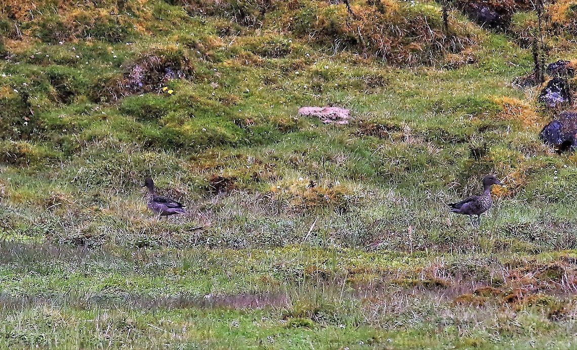 Andean Teal Andean Teal at Chingaza National Park Anas andium,Andean teal,Chingaza National Park,P&aacute;ramo