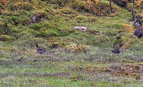 Andean Teal Andean Teal at Chingaza National Park Anas andium,Andean teal,Chingaza National Park,P&aacute;ramo