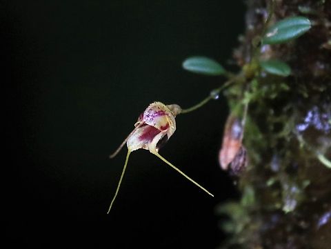 Masdevallia nidifica A beautiful masdevallia on Cerro Montezuma Cerro Montezuma,Masdevallia nidifica,Tatama National Park