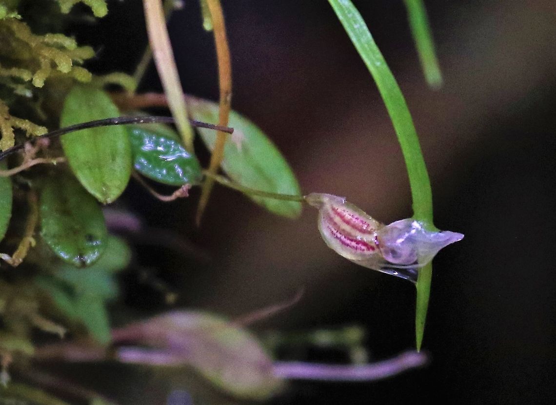 Masdevallia nidifica On Cerro Montezuma growing on small tree trunk Cerro Montezuma,Masdevallia nidifica,Tatama National Park