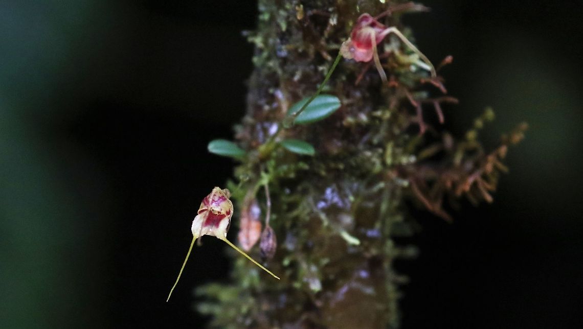 Masdevllia nidifica Another Masdevallia from Cerro Montezuma above 2,000 metres Cerro Montezuma,Masdevallia nidifica,Tatama National Park